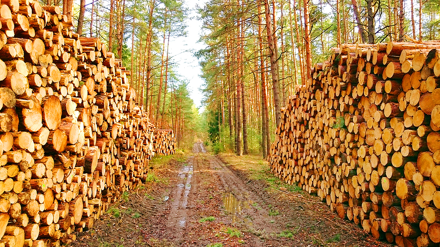 COVID caused the pulp and paper industry to experience supply chain disruptions at the same time as surging demand. So, what's next for P&P?
